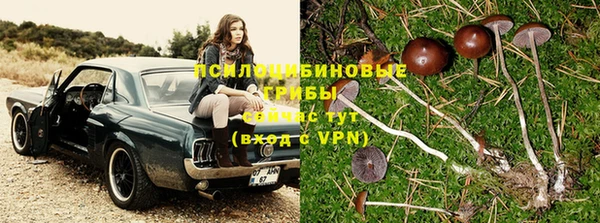стафф Вязьма